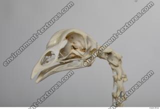 hen skeleton 0014